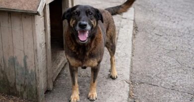 Caso Orelha: o que se sabe até agora sobre a morte do cão em SC Caso Orelha: o que se sabe até agora sobre a morte do cão em SC