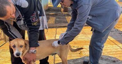 Sesau orienta vacinação após casos de raiva em morcegos Sesau orienta vacinação após casos de raiva em morcegos