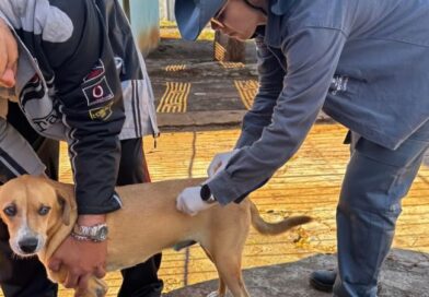 Sesau orienta vacinação após casos de raiva em morcegos Sesau orienta vacinação após casos de raiva em morcegos