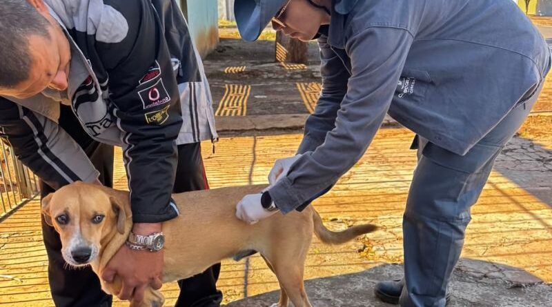 Sesau orienta vacinação após casos de raiva em morcegos Sesau orienta vacinação após casos de raiva em morcegos