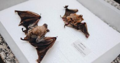 Sesau alerta população após caso de raiva em morcego