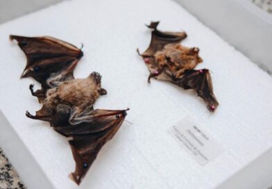 Sesau alerta população após caso de raiva em morcego