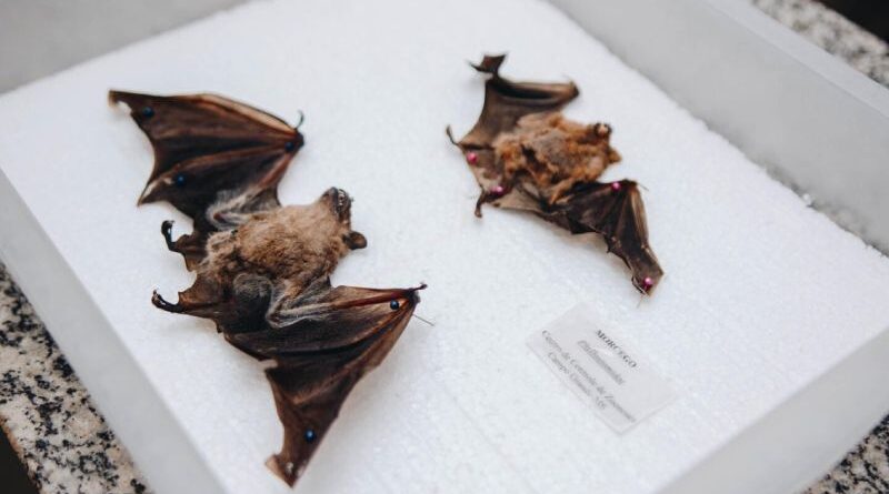 Sesau alerta população após caso de raiva em morcego