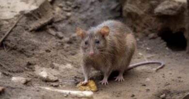 CHUVAS: Francisco alerta para o risco da leptospirose