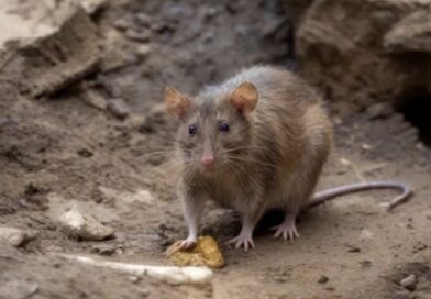 CHUVAS: Francisco alerta para o risco da leptospirose