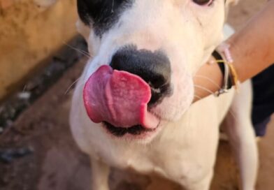 Acontece neste domingo a feira de adoção de cães resgatados