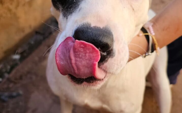 Acontece neste domingo a feira de adoção de cães resgatados