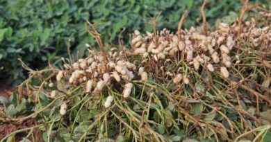 Vale da Celulose reforça protagonismo no setor florestal e abre espaço para a diversificação com citrus e amendoim Vale da Celulose reforça protagonismo no setor florestal e abre espaço para a diversificação com citrus e amendoim