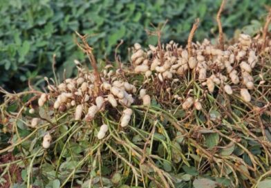 Vale da Celulose reforça protagonismo no setor florestal e abre espaço para a diversificação com citrus e amendoim Vale da Celulose reforça protagonismo no setor florestal e abre espaço para a diversificação com citrus e amendoim