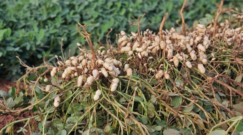 Vale da Celulose reforça protagonismo no setor florestal e abre espaço para a diversificação com citrus e amendoim Vale da Celulose reforça protagonismo no setor florestal e abre espaço para a diversificação com citrus e amendoim