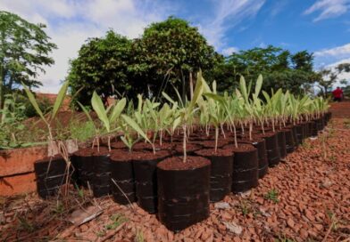 COP15 deixará legado enraizado em nova área verde na Capital 