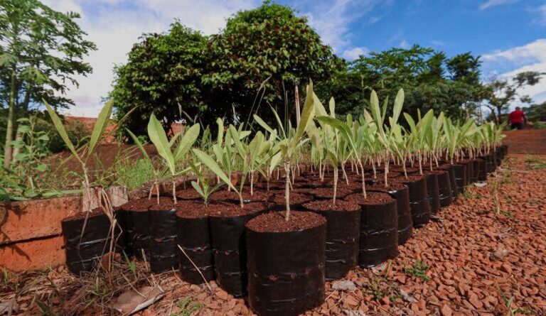 COP15 deixará legado enraizado em nova área verde na Capital 