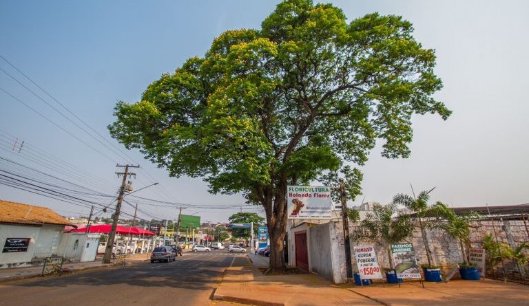 PrefCG promove roda de conversa sobre arborização na COP15 PrefCG promove roda de conversa sobre arborização na COP15