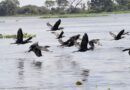 COP15: Pantanal é ponto de parada e alimentação para 190 espécies de aves migratórias do Continente
