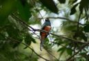 Campo Grande celebra três anos como Capital do Birdwatching