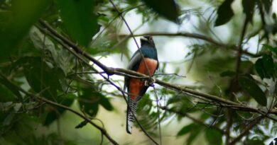 Campo Grande celebra três anos como Capital do Birdwatching