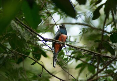 Campo Grande celebra três anos como Capital do Birdwatching