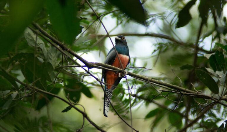 Campo Grande celebra três anos como Capital do Birdwatching