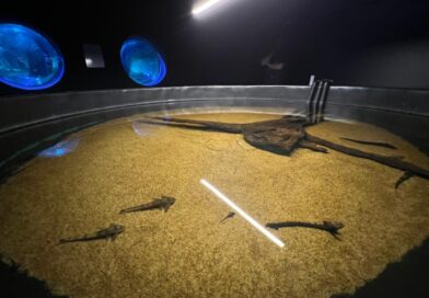 Bioparque Pantanal resgata peixes afetados pela decoada e fortalece pesquisas científicas Bioparque Pantanal resgata peixes afetados pela decoada e fortalece pesquisas científicas