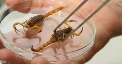 Escorpiões dentro de casa: como evitar acidentes e o que fazer em caso de picada Escorpiões dentro de casa: como evitar acidentes e o que fazer em caso de picada