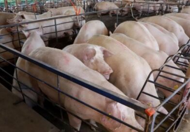 MS consolida avanço da suinocultura com crescimento de 50% e mais de R$ 300 milhões em incentivos