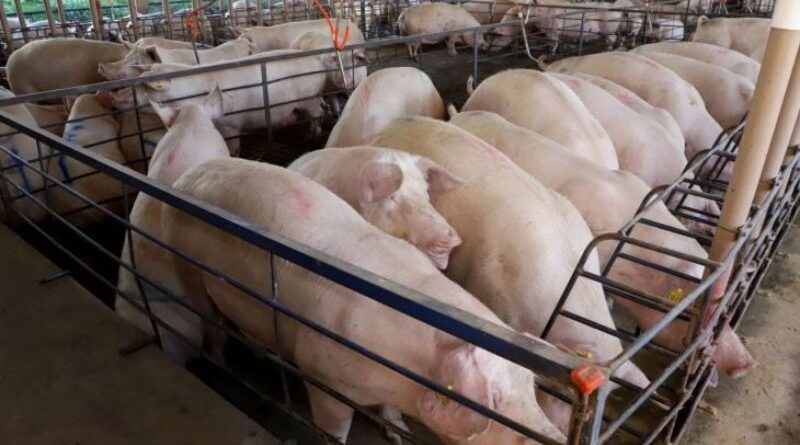 MS consolida avanço da suinocultura com crescimento de 50% e mais de R$ 300 milhões em incentivos