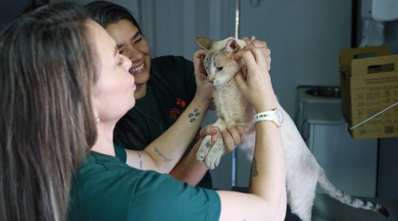 Subea alerta sobre risco da vacina anti-cio em pets