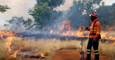 Bombeiros se preparam para temporada de incêndios florestais com treinamentos e ações em campo Bombeiros se preparam para temporada de incêndios florestais com treinamentos e ações em campo