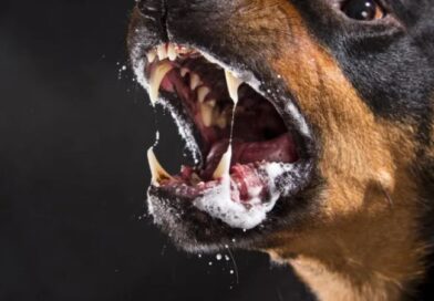 Veterinário Francisco descreve quais são os sintomas da raiva Veterinário Francisco descreve quais são os sintomas da raiva
