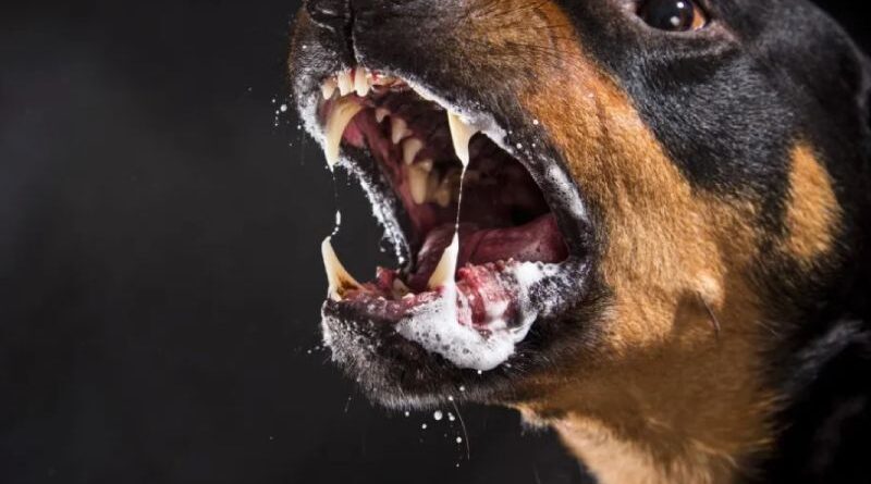 Veterinário Francisco descreve quais são os sintomas da raiva Veterinário Francisco descreve quais são os sintomas da raiva