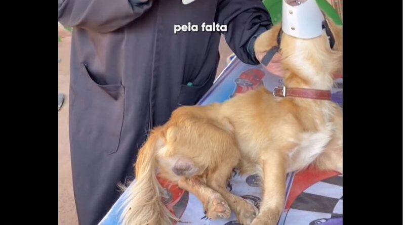 Pet com perda da mobilidade: Cinomose Pet com perda da mobilidade: Cinomose
