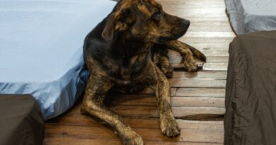 Campanha Cobertor Pet arrecada itens para animais