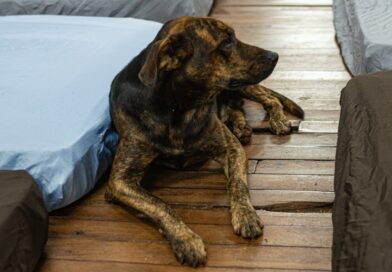 Campanha Cobertor Pet arrecada itens para animais