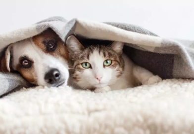 Faça doação para ‘Campanha do Cobertor Pet’