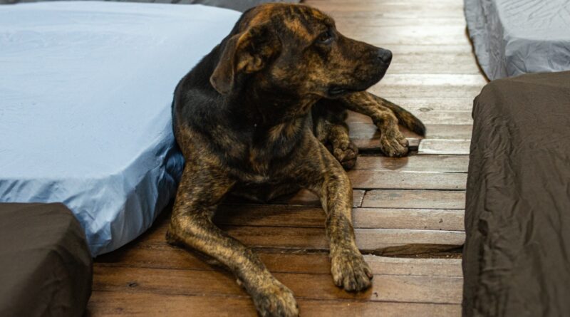 Campanha Cobertor Pet arrecada itens para animais