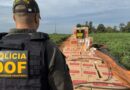 DOF amplia apreensões e desarticulam movimentação de R$ 320 milhões do crime no 1º semestre de 2026