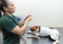 Consultório Móvel atende pets nesta segunda (17)
