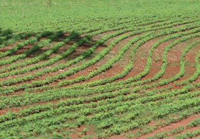 Produção Agrícola Municipal supera R$ 1 bi em 2025 Produção Agrícola Municipal supera R$ 1 bi em 2025