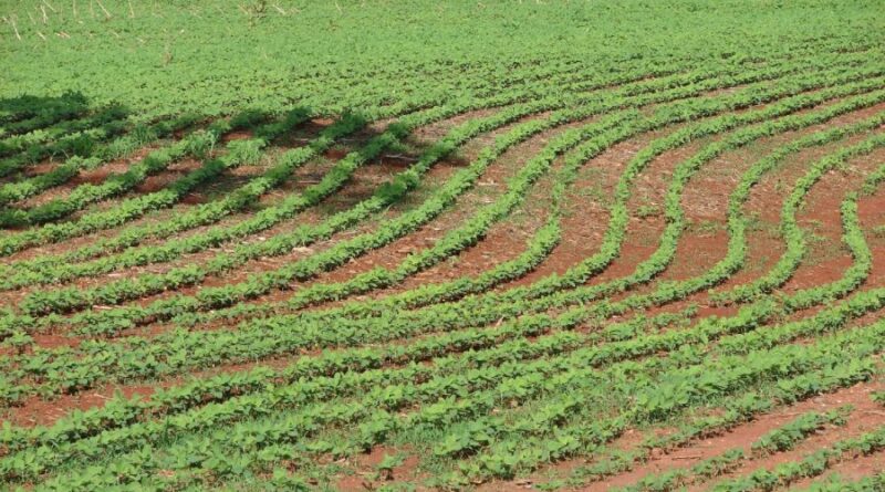 Produção Agrícola Municipal supera R$ 1 bi em 2025 Produção Agrícola Municipal supera R$ 1 bi em 2025